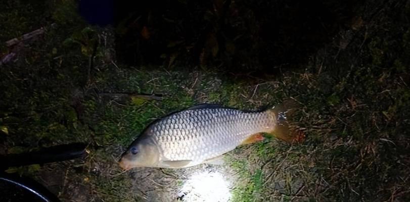 白露过后夜钓鲤鱼技巧有哪些？如何提高夜钓鲤鱼的成功率？  第1张