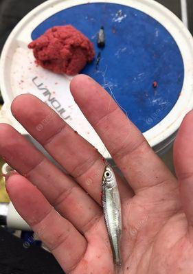 白水湖钓鱼有什么技巧？如何提高钓鱼成功率？  第2张