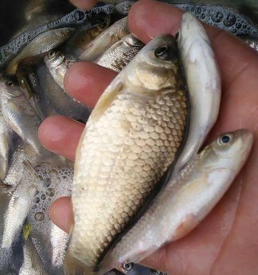 白天野钓鲤鱼技巧有哪些？如何提高白天野钓鲤鱼的成功率？  第3张
