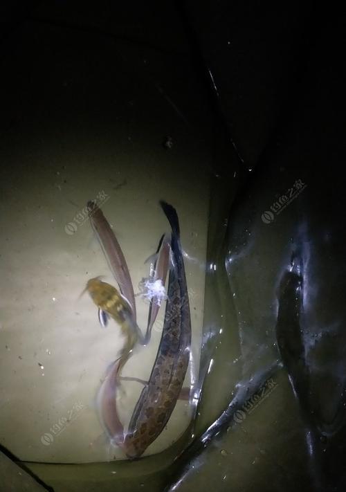 白条巧嘴钓鱼技巧有哪些？如何提高钓鱼成功率？  第2张