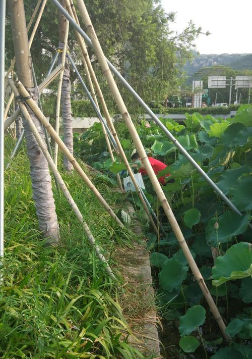 半截枯树干钓鱼技巧和方法是什么？如何利用枯树干提高钓鱼效率？  第3张