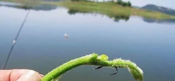 北方5月份野钓大草鱼技巧与方法？如何提高钓获率？  第1张