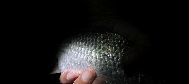 北方初春夜钓技巧有哪些？如何应对夜间钓鱼的常见问题？  第1张