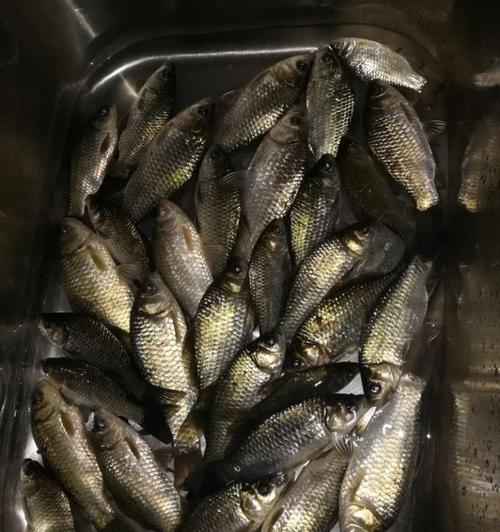 北方初春夜钓技巧有哪些？如何应对夜间钓鱼的常见问题？  第3张