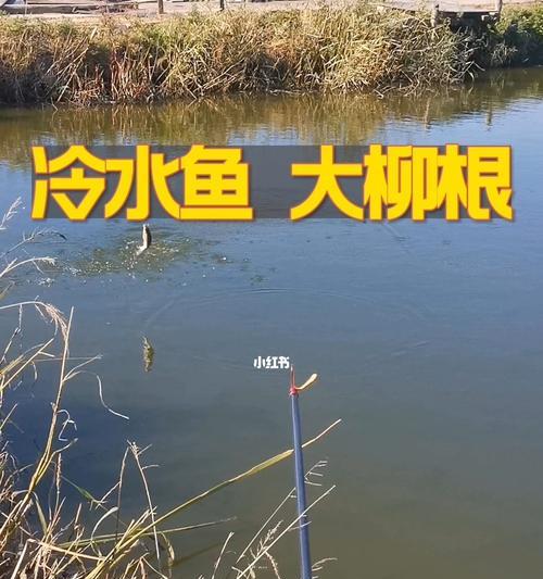 北方初夏钓鱼技巧有哪些？如何应对季节变化带来的挑战？  第2张