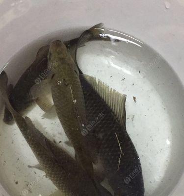 北方春天野钓鲫鱼技巧有哪些？如何提高钓鲫鱼的成功率？  第2张
