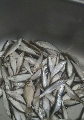 北方冬天海竿野钓鲫鱼有哪些技巧？如何提高钓鲫鱼的成功率？  第3张