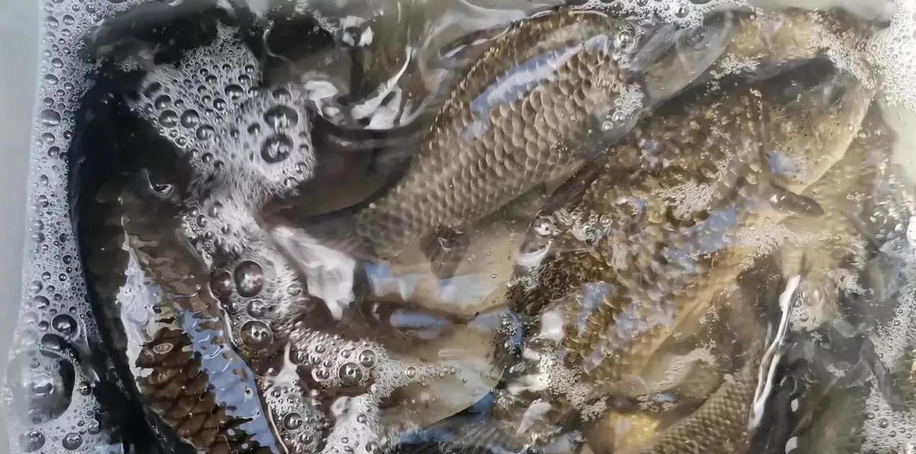 北方水库惊蛰钓鱼技巧有哪些？如何提高钓鱼成功率？  第3张