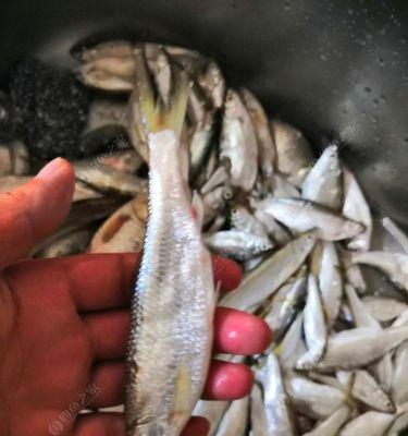 北方野钓梭鱼技巧有哪些？如何提高钓梭鱼的成功率？  第3张