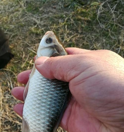 北方元宵节过后钓鱼技巧有哪些？如何提高钓鱼成功率？  第3张