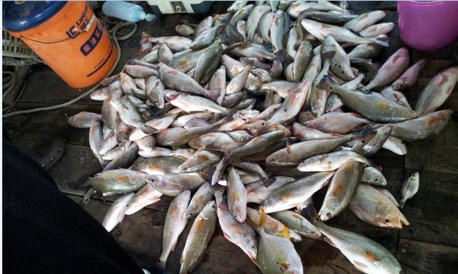 北海钓鱼最佳方法和技巧是什么？如何提高钓鱼成功率？  第3张