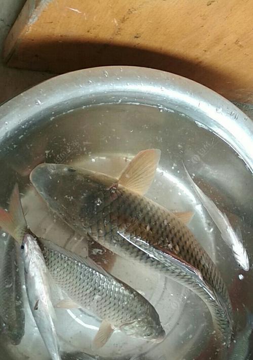 北京野钓鲤鱼技巧及方法是什么？如何提高钓鱼成功率？  第2张
