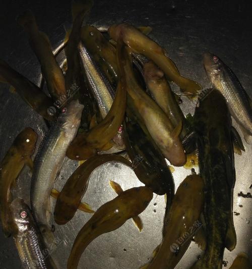 冰钓保鲜鱼技巧有哪些？如何保持钓获的新鲜度？  第2张