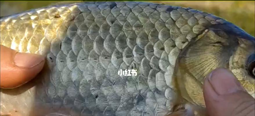 冰钓大板鲫技巧有哪些？如何提高冰钓大板鲫的成功率？  第1张