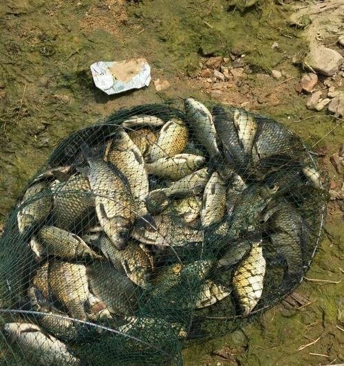 传统江湖钓鱼技巧有哪些？如何应对常见钓鱼问题？  第1张