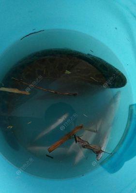 船钓海黑鱼的技巧和方法有哪些？如何提高钓获率？  第3张