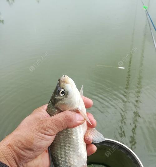 船钓黑头的动作技巧是什么？如何提高船钓黑头的效率？  第1张