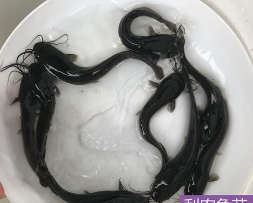 如何有效垂钓埃及塘角鱼？掌握这些技巧了吗？  第2张