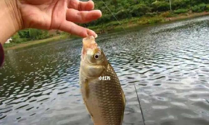 春天钓鱼技巧教程？如何在春季提高钓鱼成功率？  第2张
