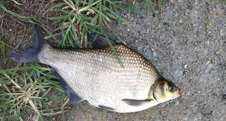 春天钓鱼技巧口诀教程？如何快速掌握春季钓鱼要领？  第3张
