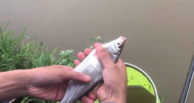 春天在湖南钓鱼有哪些技巧？如何提高钓鱼成功率？  第1张