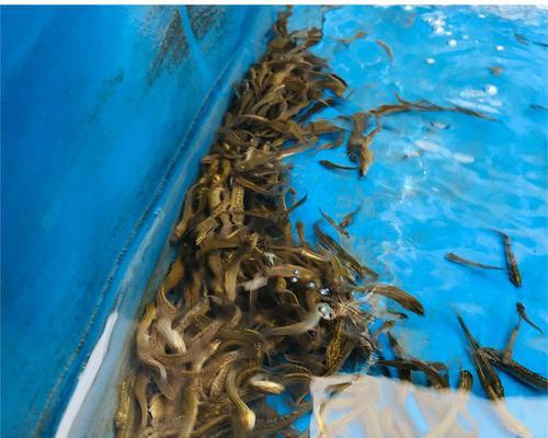 春天泥鳅钓鱼技巧教程？如何提高春季泥鳅钓鱼成功率？  第2张