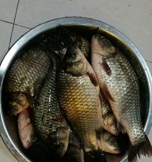 春天夜钓3米深鲫鱼技巧是什么？如何提高钓鲫鱼的成功率？  第2张