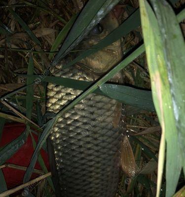 春天夜钓深水技巧有哪些？如何提高夜钓深水的成功率？  第2张