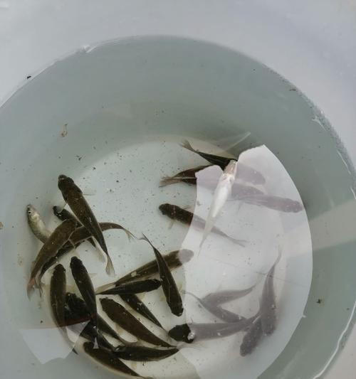 大暑天钓鱼需要注意什么？有哪些技巧可以提高成功率？  第2张