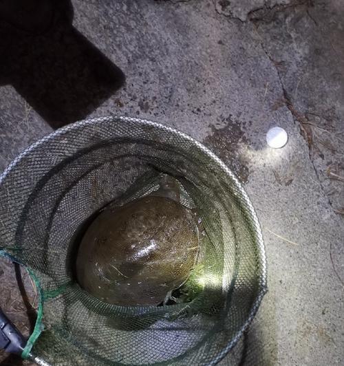 大水面夜钓野钓技巧有哪些？如何提高夜钓成功率？  第3张