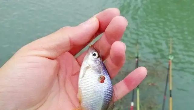 大蒜蚯蚓钓鱼技巧有哪些？如何提高钓鱼成功率？  第2张
