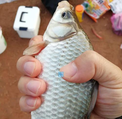 大雾天气钓鱼技巧有哪些？如何在能见度低的情况下提高钓鱼成功率？  第1张