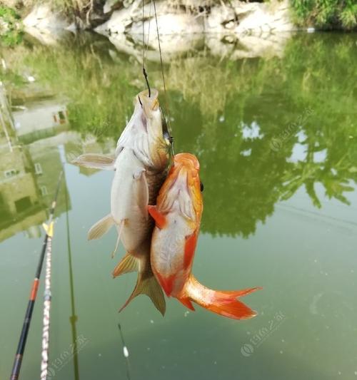 如何提高大型鲤鱼的垂钓成功率？垂钓时常见的问题有哪些？  第3张