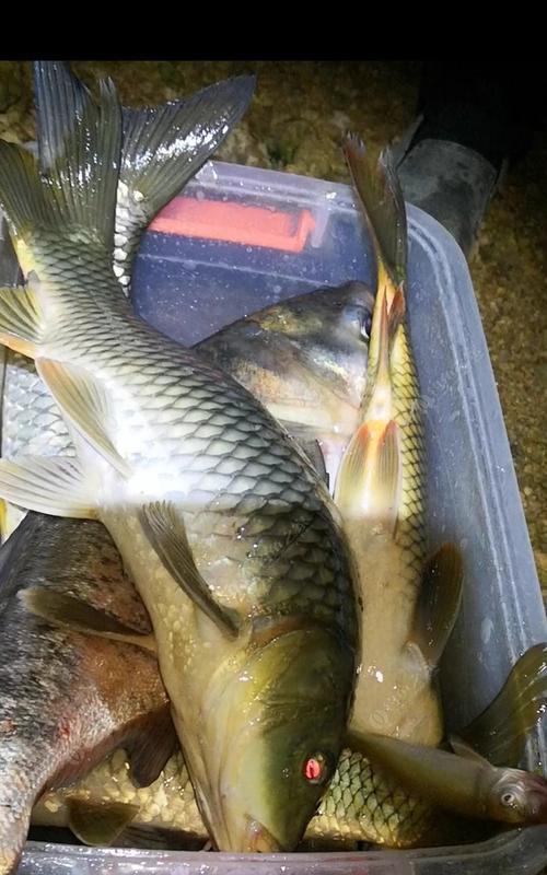 大型水库夜钓草鱼技巧有哪些？如何提高钓草鱼的成功率？  第1张