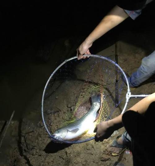 大型水库夜钓草鱼技巧有哪些？如何提高钓草鱼的成功率？  第3张
