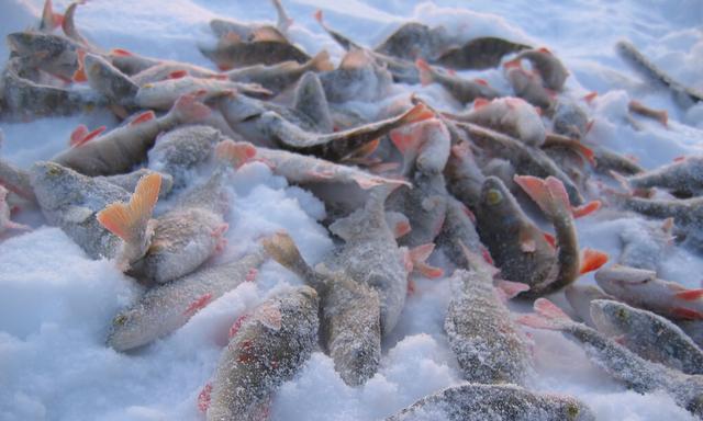 大雪钓鱼技巧教程？如何在雪天成功钓到鱼？  第2张