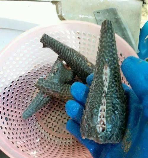 大眼鸡钓鱼绝密技巧是什么？如何提高钓鱼成功率？  第3张