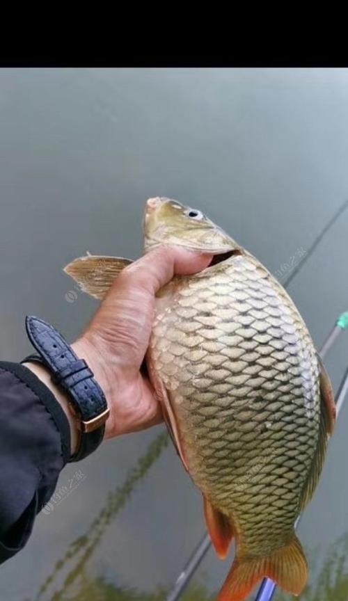 带垃圾袋钓鱼技巧有哪些？如何正确使用垃圾袋提高钓鱼效率？  第3张