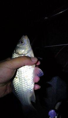 带鱼夜钓如何进行？有哪些有效技巧？  第2张