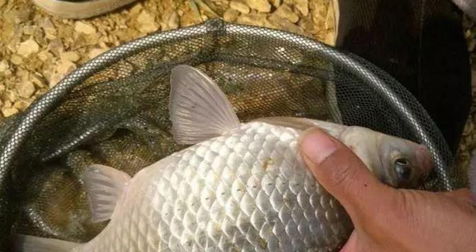 丹江春季野钓鲫鱼技巧有哪些？如何提高钓鱼成功率？  第1张