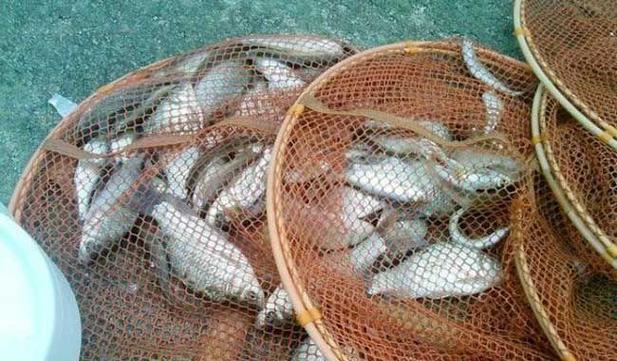 丹灶海琴湾钓鱼技巧有哪些？如何提高钓鱼成功率？  第2张