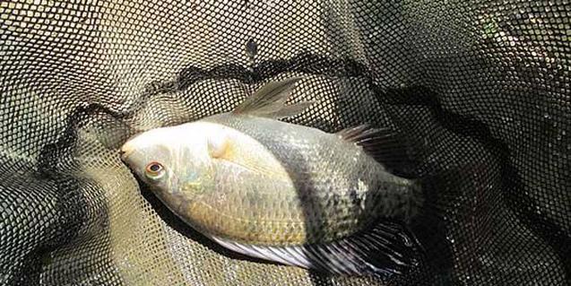 丹灶海琴湾钓鱼技巧有哪些？如何提高钓鱼成功率？  第3张