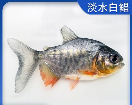 淡水白鲳鱼垂钓技巧有哪些？如何提高垂钓成功率？  第1张