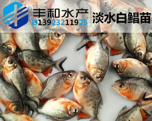 淡水白鲳鱼垂钓技巧有哪些？如何提高垂钓成功率？  第2张