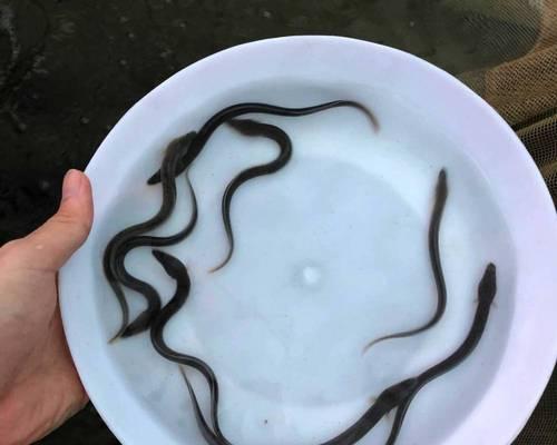淡水白鳗的生活习性是什么？垂钓时有哪些技巧？  第1张