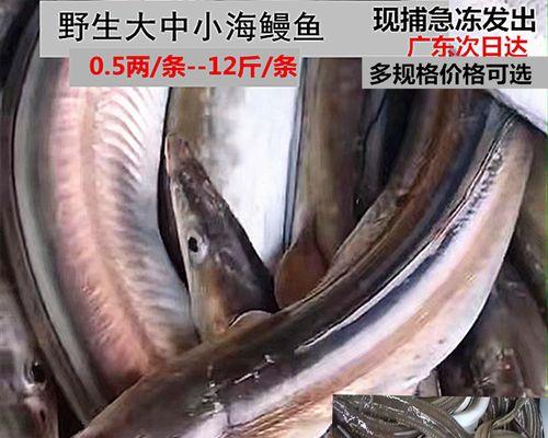 淡水白鳗钓鱼技巧有哪些？如何提高钓获率？  第1张