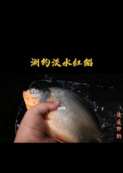 淡水钓鱼水下技巧教程？如何提高水下钓鱼的成功率？  第3张