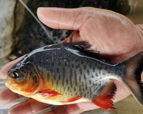 淡水红鲳鱼垂钓方法和技巧是什么？如何提高垂钓成功率？  第1张