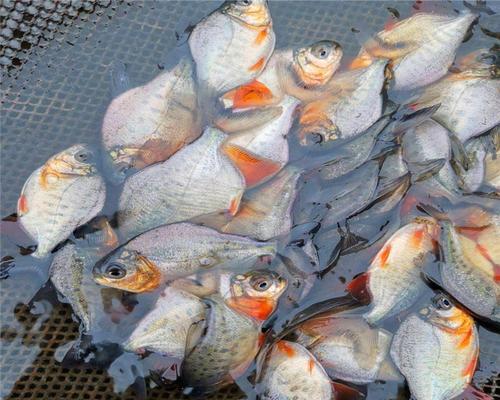 淡水红鲳鱼怎么钓？垂钓淡水红鲳鱼有哪些技巧？  第1张