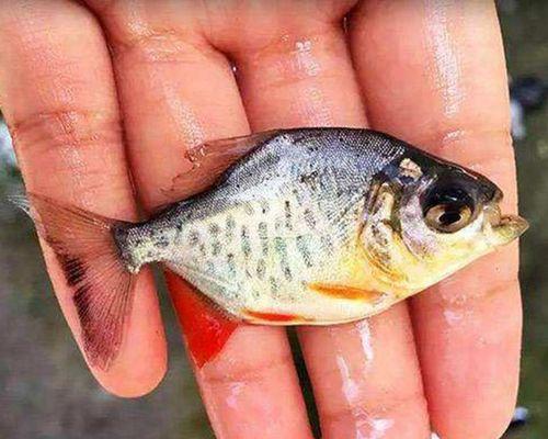 淡水红鲳鱼怎么钓？垂钓淡水红鲳鱼有哪些技巧？  第3张
